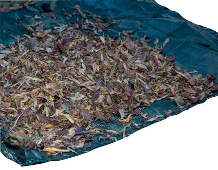 Gröna presenning täckt med ett lager torkade löv.